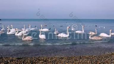 成群的白鸟天鹅漂浮在海<strong>水中</strong>，海滩附近有小<strong>波浪</strong>。