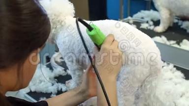 一个女人用电动<strong>剪发</strong>器修剪一只小狗Bichon Frise。
