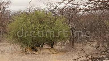 <strong>非洲</strong>博茨瓦纳Kgalagadi Transfronier Park，白天，雄狮在<strong>灌木丛</strong>的树荫下睡觉
