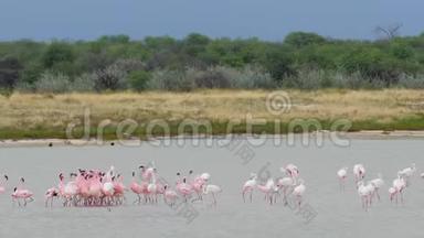 大粉红火烈鸟在纳米比亚的埃托沙国家公园水上左右跳舞