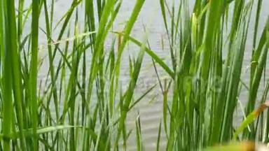 在湖泊或池塘水的背景上的<strong>芦苇</strong>灌丛。 浓密的棕色<strong>芦苇</strong>，叶子在平静的水和