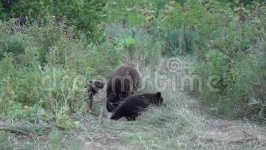布朗母熊带着三只小熊走出森林，走在乡间小路上
