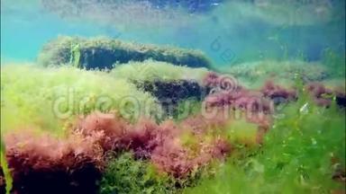 黑<strong>海水</strong>下镜头，在沿岸地区潜水，清晨在石头和晶莹清澈的<strong>海水</strong>上有丰富的绿藻和红藻
