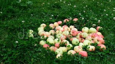 红色的苹果慢慢地从一个木篮子里散落在草地上。