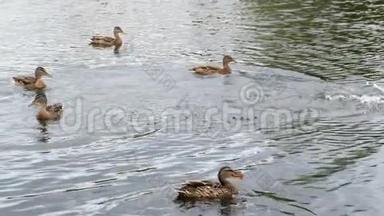鸭子在池塘上，鸭子和小鸭子在水里游泳，清理它们的羽毛。 野生动物，美丽的鸭子吃面包