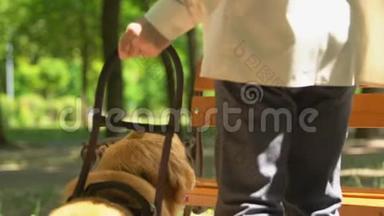 公园里躺在长凳上的盲人<strong>抚摸</strong>友好的导盲犬，协助
