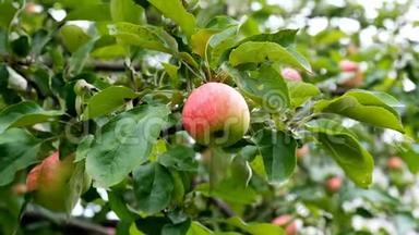 <strong>夕阳红</strong>苹果树.. <strong>红</strong>苹果长在树枝上。 软的关注苹果.. 树上的绿苹果