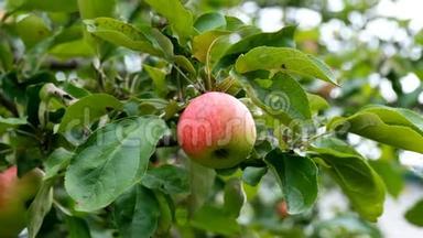 <strong>夕阳红</strong>苹果树.. <strong>红</strong>苹果长在树枝上。 软的关注苹果.. 树上的绿苹果