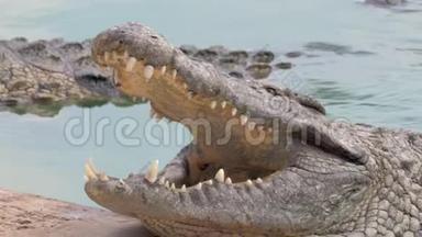 大鳄鱼在水里张开的嘴
