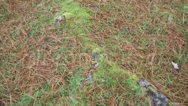 针叶树的纹理根，苔藓在森林中散布着红干松针和绿草