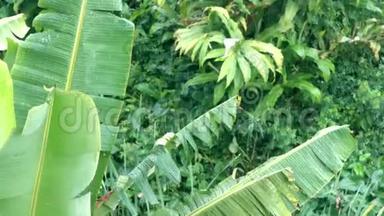 亚洲雨季，香蕉棕榈树热带大雨