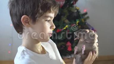 可爱的8岁男孩好奇地看着圣诞装饰品中的灰鼠