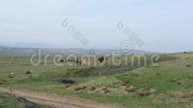 牧童妇女在草地上牧牛