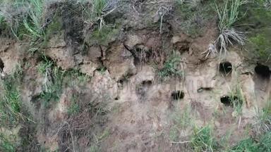 筑巢地点下方的砂岩悬崖边缘下的燕子巢