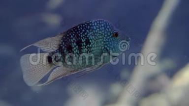 在水中游泳的绿松石德州池鱼的特写镜头，美丽多彩的水族馆宠物，来自里约的热带鱼
