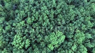 森林背景下夏季绿树的高空俯视图.. 无人机摄影。