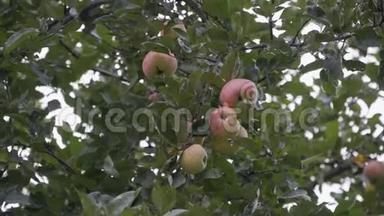 红绿色的苹果挂在苹果树的树枝上，随风摇曳
