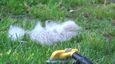 灰狗毛躺在抓痕旁边的草地上