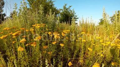 草原蓝天中的药用草本植物黄叶和艾草闷热的夏天