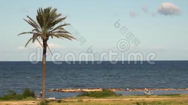 一棵孤独的棕榈树矗立在大海前。 地中海蓝色。 风摇动棕榈树，发出波浪
