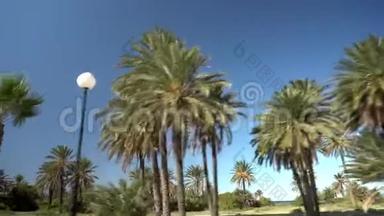 棕榈谷。 棕榈树沿着道路生长。 摄像机移动并移除棕榈树。 <strong>天气晴朗</strong>