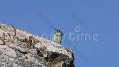 在晴朗的秋日，灰头啄木鸟坐在岩石上，在蓝天背景上唱歌。