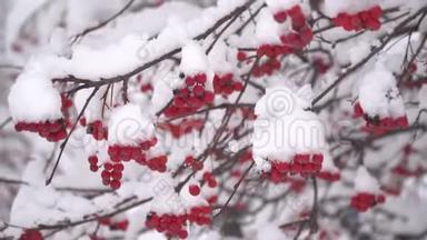 冬天的振动树，<strong>红色</strong>浆果覆盖着雪。 无叶树枝上的雪。 美丽的<strong>冬季</strong>景观公园