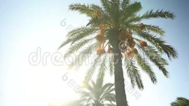 绿色的棕榈树矗立在阳光明媚的天气里。 阳光照在棕榈树后面。 刺眼的阳光。 基本观点