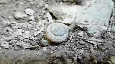 蜗牛在野外拖壳