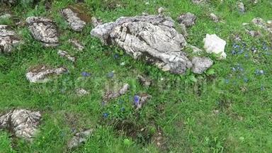 圆形离开龙胆花在阿尔卑斯山，齐勒塔尔山谷在奥地利。 龙胆草