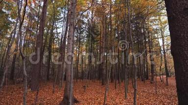 秋天的树叶飘落到森林地面.. 11月季节天气