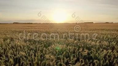 在日落时分，空中快速飞返在金色的耳朵上，麦粒农场