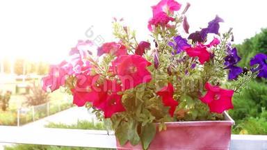 在红锅里，特写美丽的五颜六色的花，柔和的焦点在风中摇曳。 夕阳的璀璨光芒.. 植物学