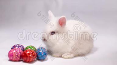 复活节白兔在白色背景与复活节彩蛋。