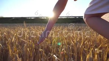 雌手摸着田野里的一颗金色的麦子.. 女孩的手臂在草地上抚摸黑麦。 太阳耀斑的背景。 慢慢