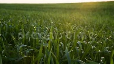 绿叶的特写在风中摇曳。 日落时<strong>农田</strong>的全景。 现场摄像机4k