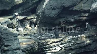 企鹅在岩石上刷羽毛