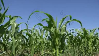 玉米、耕地、谷物、玉米收获、农业、农业