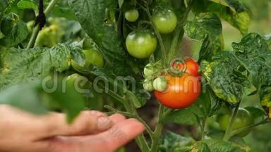 农民正在收获新鲜的<strong>成熟</strong>番茄，把绿色的番茄留在植物上<strong>成熟</strong>。 人的手采摘新鲜的西红柿..