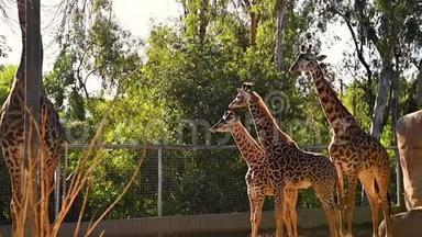 长颈鹿一家带着<strong>小动物</strong>站在他们的围栏里观看。