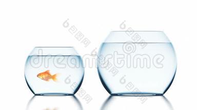 金鱼<strong>改善</strong>生活条件跳跃到一个更大的鱼缸，美丽的3d动画白色背景与一个