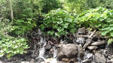 从山林景观中流出的瀑布，快速流动的液体在岩石和绿色的山毛榉之间流动