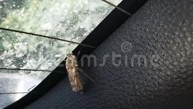 在玻璃下飞行的昆虫试图离开，野生生物，昆虫学