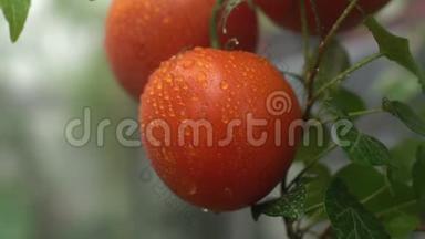 水喷洒在美丽的<strong>红番茄</strong>上，挂在树枝上，有机的非转基因农业