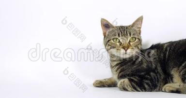 布朗塔比家猫，白色背景下的一个女人的肖像，<strong>喵喵</strong>叫，慢动作