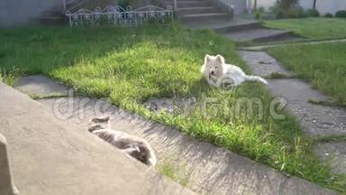 小狗在草地上的院子里玩耍，它的朋友猫躺在混凝土走道上的阳光下