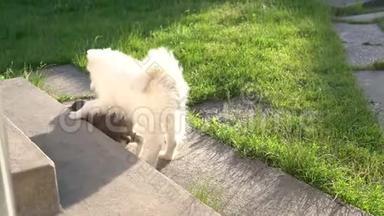 两个小朋友，灰猫和白色的萨莫耶德小狗一起在院子里的水泥人行道上玩耍