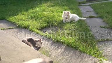灰猫坐在院子里的混凝土走道上舔尾巴，他的朋友在绿色的草地上玩耍