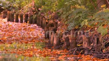 秋天<strong>湖畔</strong>的浮叶、<strong>树木</strong>和木柱