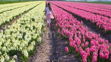 小可爱的女孩走在白色和粉红色的风<strong>信</strong>子之间，在美丽的五颜六色的风<strong>信</strong>子在荷兰的田野。
